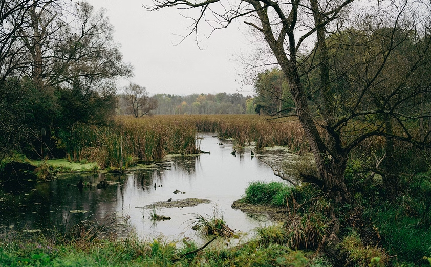 Widok na mokradła